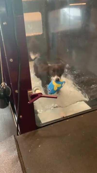 My border collie Ivy likes to take her emotional support fish into the water treadmill!