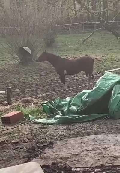 The way this horse just spins and spins the metal bucket