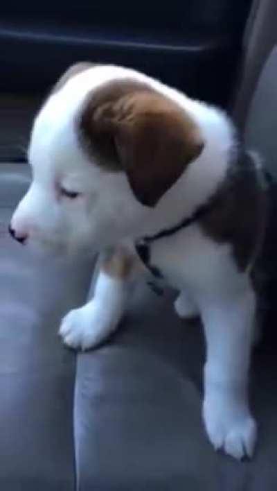 Puppy gets annoyed by his own hiccups.