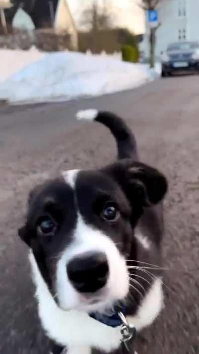 There is happy and there is cute and then there is this little guy - Todd the Corgi!