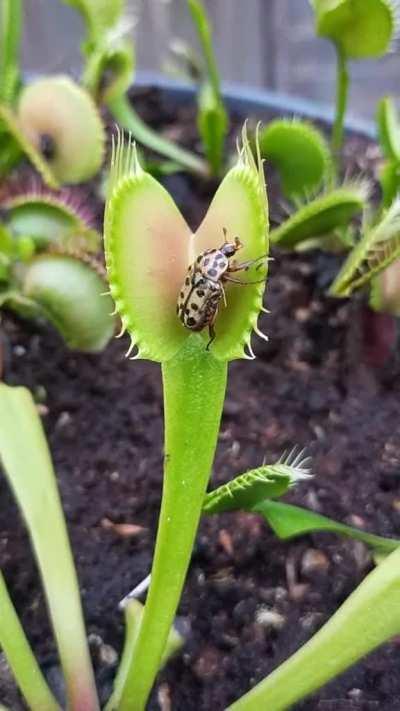 Venus Fly Trap captures a beetle