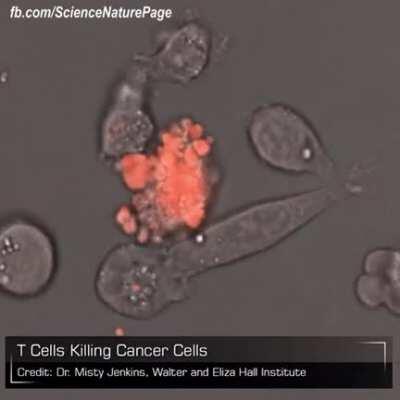 T-Cells killing a Cancer cell