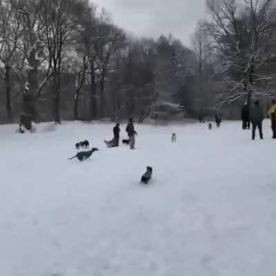 Grey hound starts zoomie riot at dog park