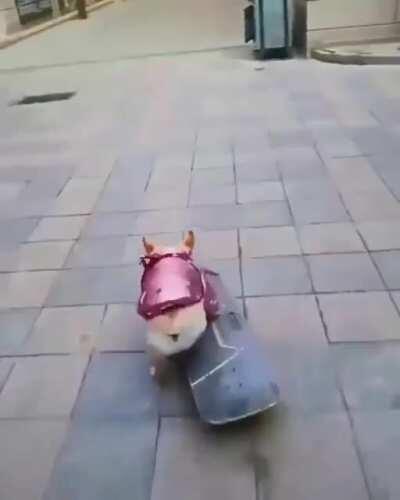 Dog skating