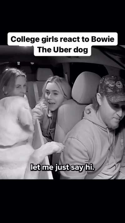 It's not every day you see a dog in an Uber.