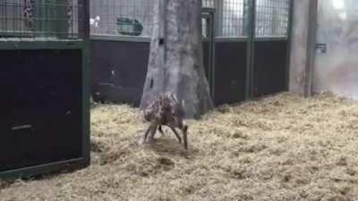 Baby Giraffe's first steps.