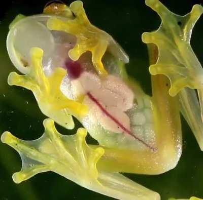 🔥 Visible heart pumping blood through almost transparent skin of glass frogs 🔥