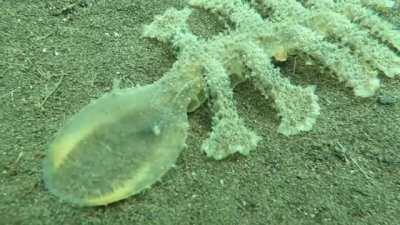 This sea slug is truly alien