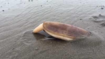 A Pacific razor clam impresses with its speed when burying itself in the sand