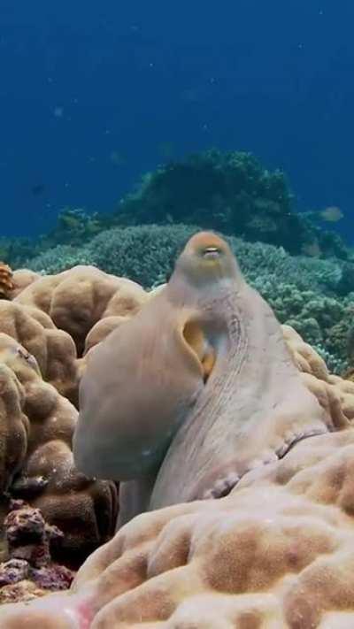 🔥 Cephalopods changing colors