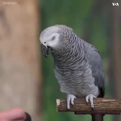 Einstein the talking parrot