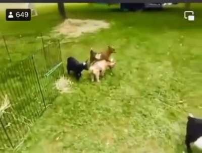 Baby goat loves parkour!!