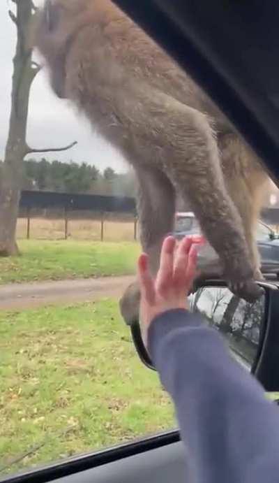 This monkey being freaked out by a child's teddy bear