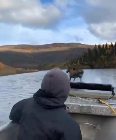 Moose running across the river