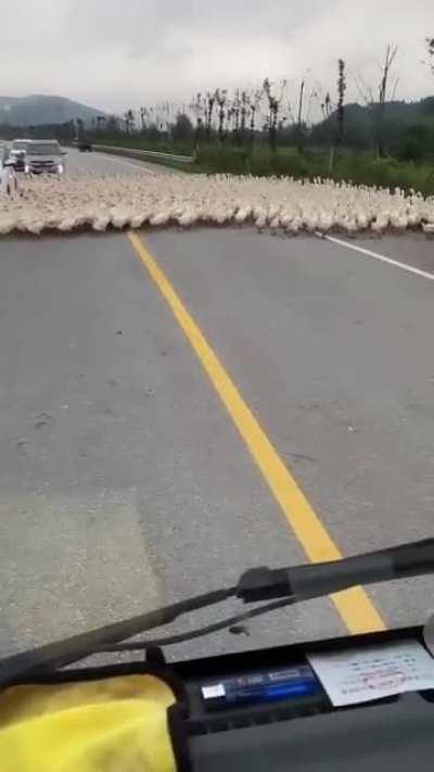 Hundreds of ducks surrounding one particular car