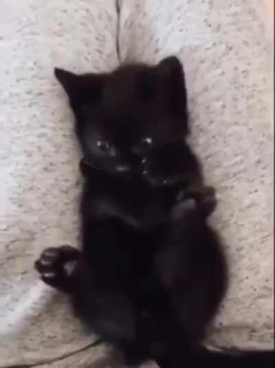 A baby cat freaking out because it just found out it has four paws!