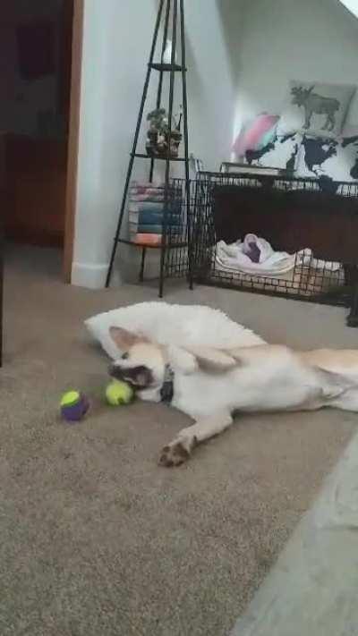 Our new rescue pup, Link, will &quot;argue&quot; with his squeak ball. It's the cutest thing I've ever seen.