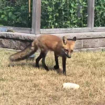 The fox in our backyard plays with the dog toys.