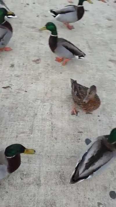 The quackening