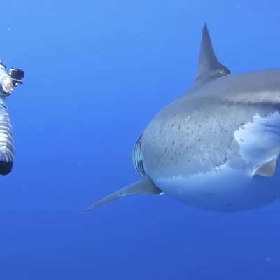 This 20 ft great white shark, filmed off the coast of Oahu, Hawaii