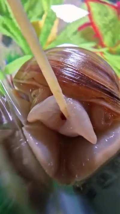 My snail eating spaghetti. Have you ever seen a snails mouth?