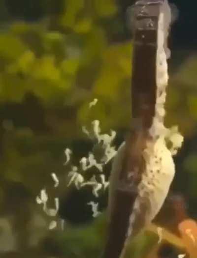 This is how seahorse gives birth 