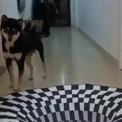 Dogs vs Cat on optical illusion 