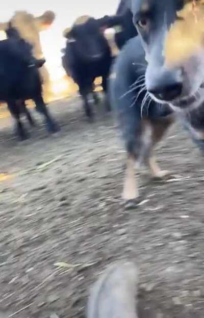 Dog protecting his owner from the herd while his taking a nap.