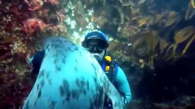 Petting a sea doggo