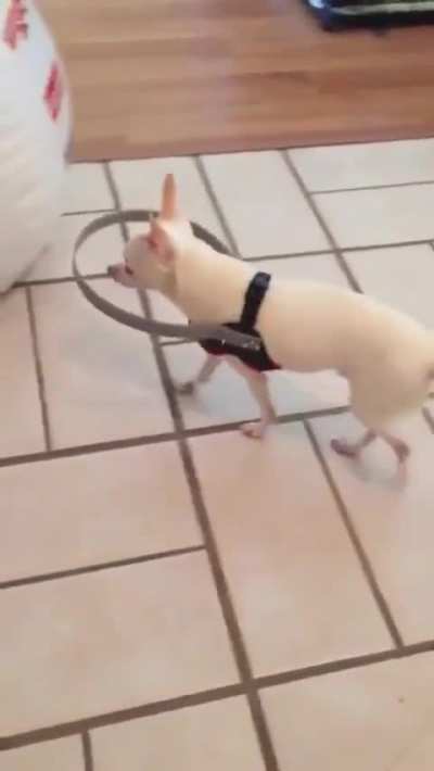 This owner made an invention for his blind dog who was afraid to walk.