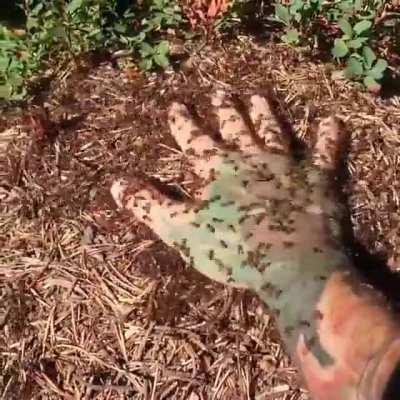 Sticking your hand on a huge anthill