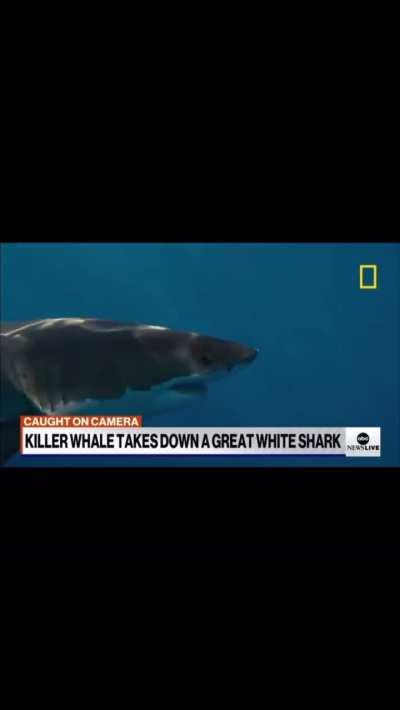That killer whale (grandma) taking down Jaws