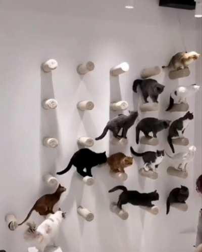 Wall of cats.