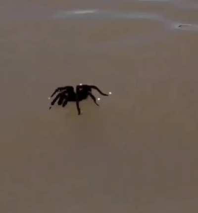 just when you thought that it was safe to go back in the water - tarantula walking on water.