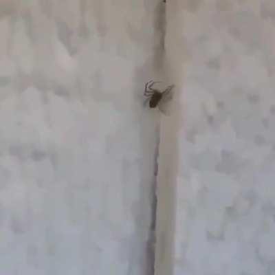 Trying to identify this spider dance