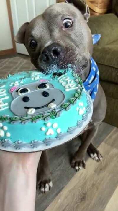 My sweet “foster fail” Diesel, enjoying his Pupcake in February! 💗🐾🥰