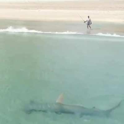 🔥 Hammerhead hunting in shallow water, Florida. 🔥