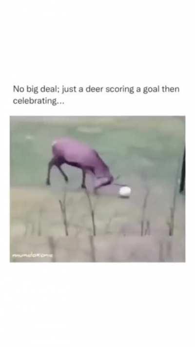 Deer scores a goal and celebrates