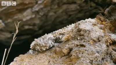 Look closely, that is not a spider. The spider-tailed horned viper uses the tip of its tail to lure birds.