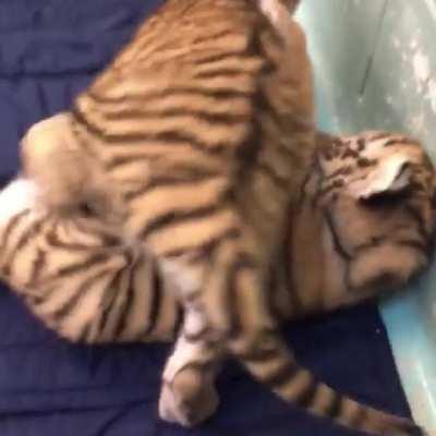 Baby Tigers play while waiting for their Vet check