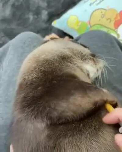 An otter refusing to take medicine