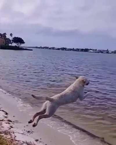 Somebody Put A Cape On This Flying Dog!