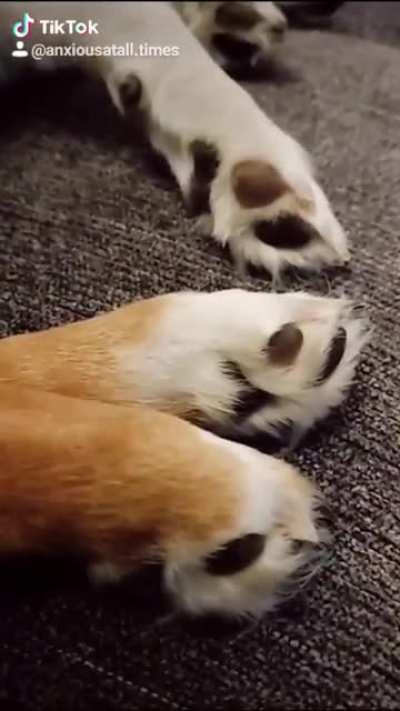 Toe beans