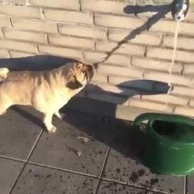 Thirsty and smart dog