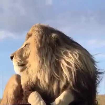 🔥 Gorgeous lion