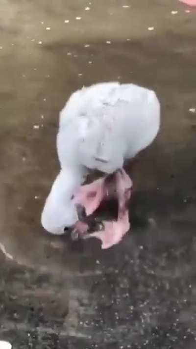 This is what a baby flamingo looks like