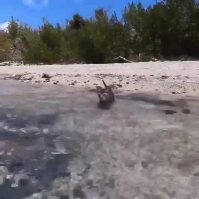 A kitten swimming at the beach, so brave!