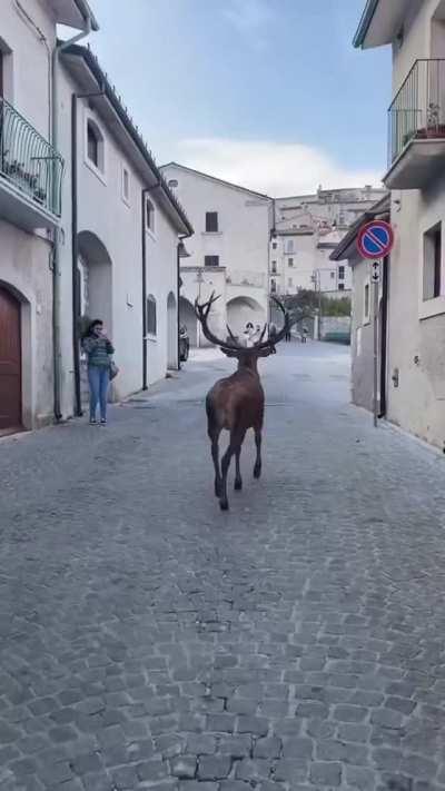 🔥 Majestic deer walks around an Italian village