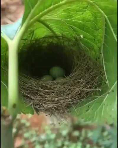 🔥 Amazingly woven nest in a leaf. Birds are genius architects. 🔥