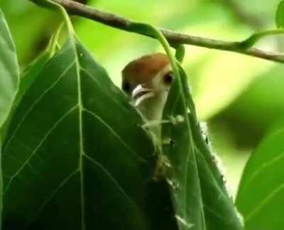 🔥 Mother bird uses her beak to 'sew' a canopy out of leaves to protect her eggs.